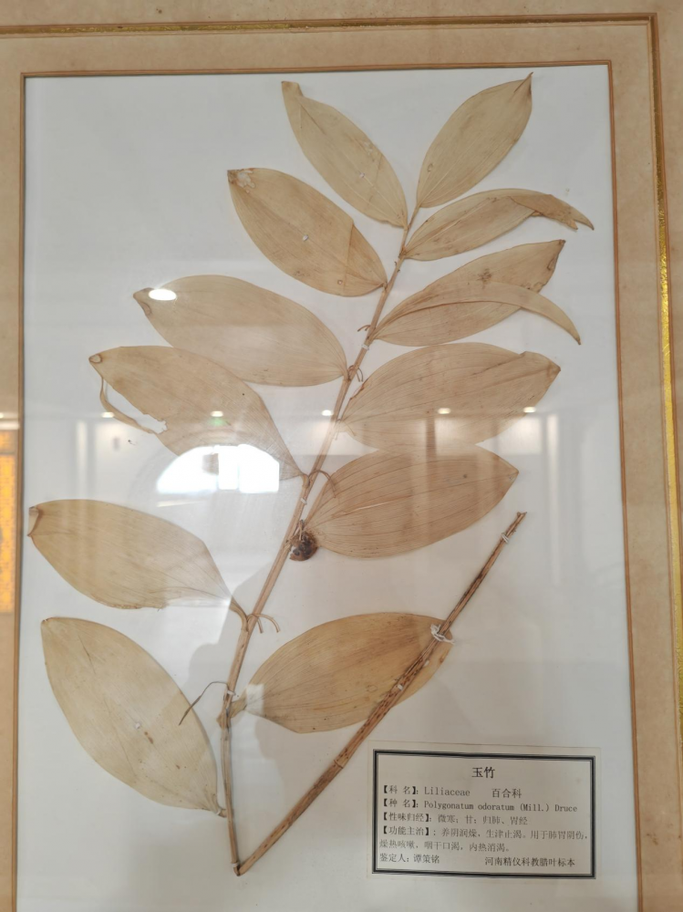 传承岐黄薪火·中医护佑健康